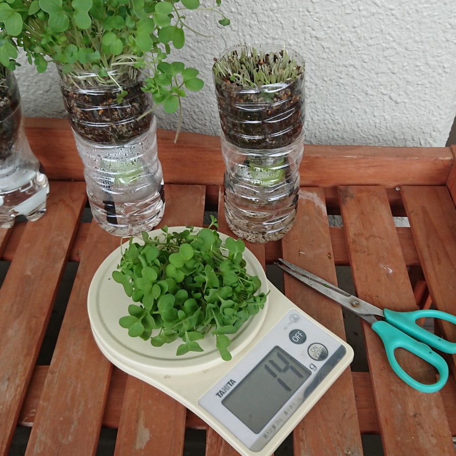 ペットボトルと厚さ約0 2ｍｍの弊社製simerus水やりテープの特徴を活かした超簡単なベランダ 窓際野菜栽培 緑水学舎 Simerus