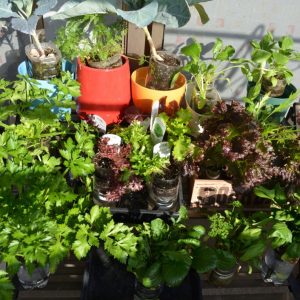 SIMERUS水やりテープ式PETボトル植木鉢　花壇秋