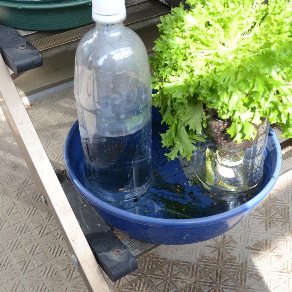 レタス　底面給水　PETボトル植木鉢