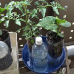 SIMERUS水やりテープのペットボトル植木鉢　給水タンク付き栽培