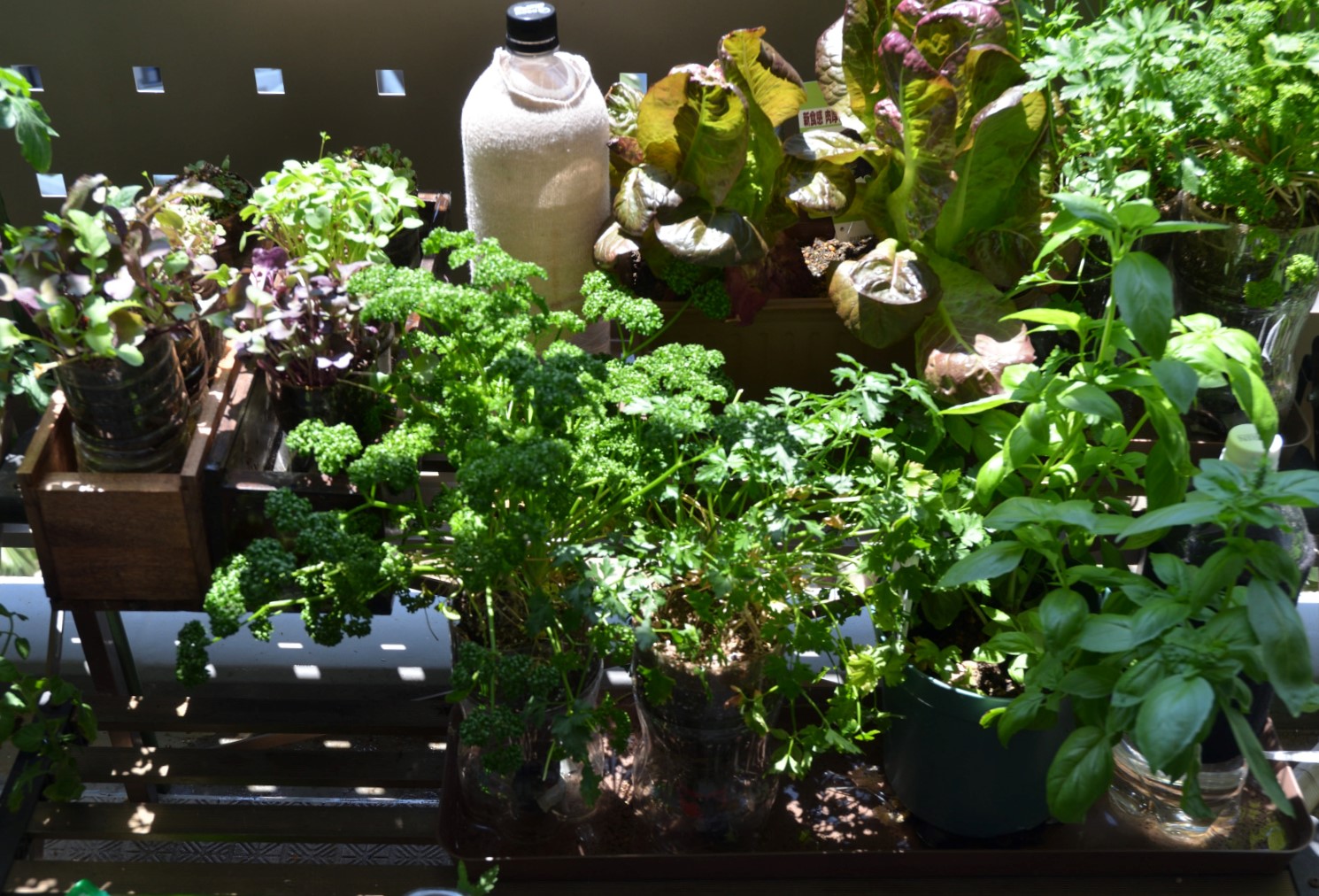 長期間栽培 大きくなるもの Petボトル植木鉢や普通の植木鉢 プランターへの植え替え植え直し 根の過度の集中に関する留意点 緑水学舎