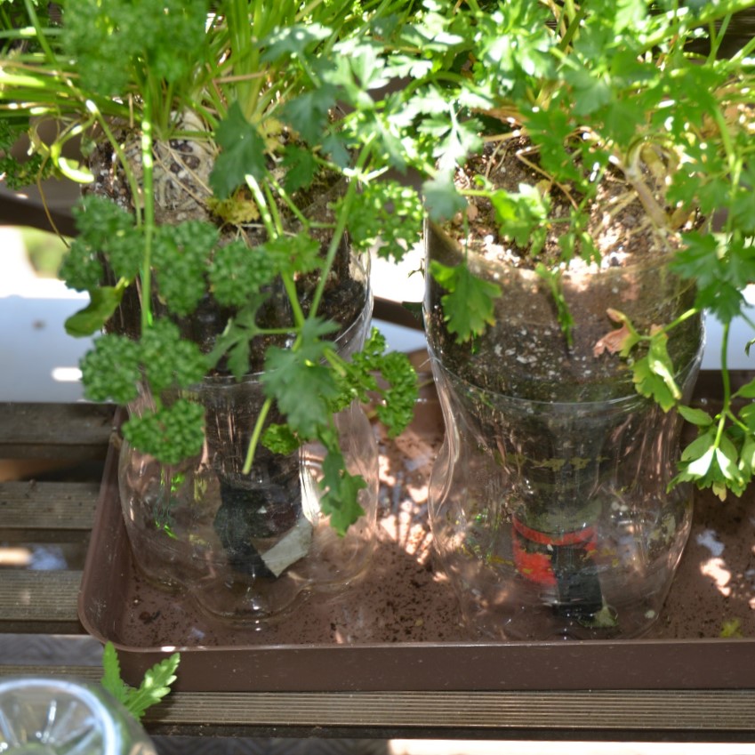 長期間栽培 大きくなるもの Petボトル植木鉢や普通の植木鉢 プランターへの植え替え植え直し 根の過度の集中に関する留意点 緑水学舎
