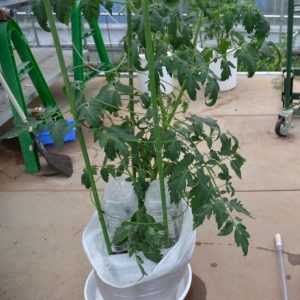 SIMRUS水やりテープ袋栽培トマト