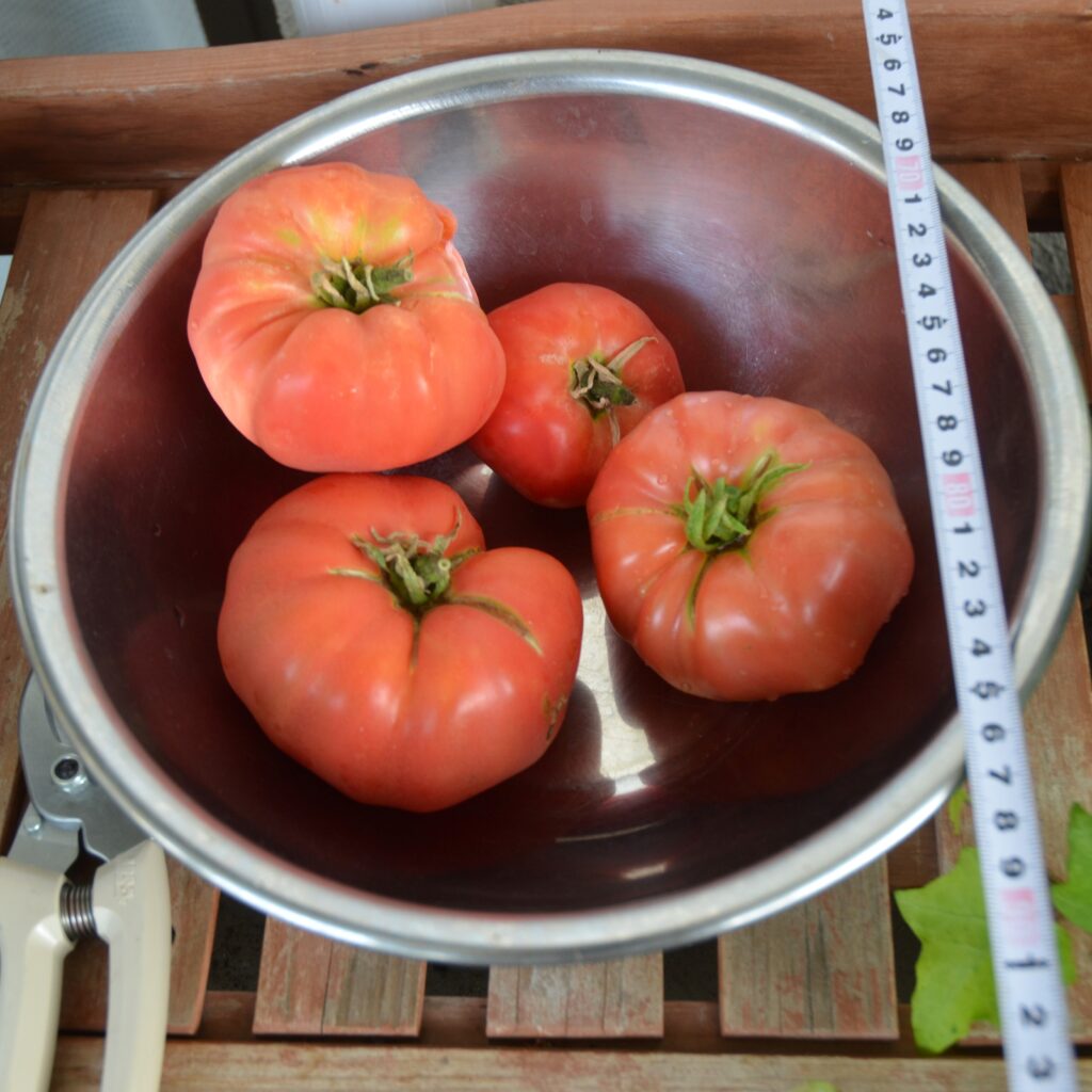 トマト収穫